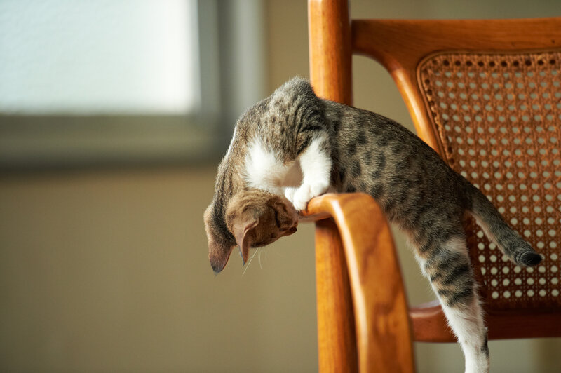 Tabby Kitten on Chair — Brown