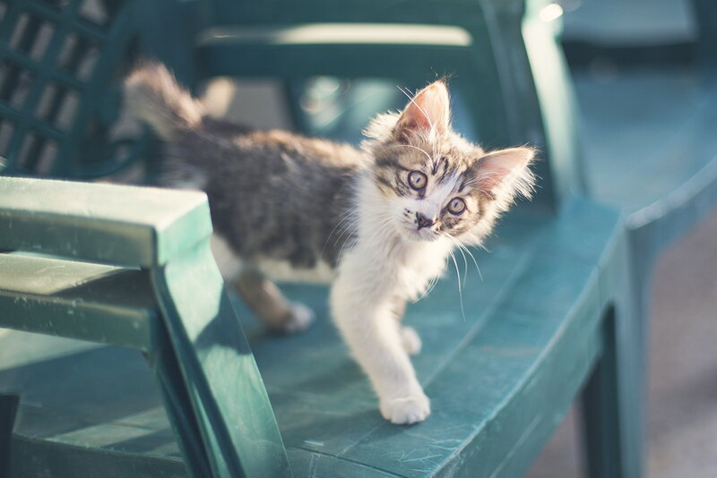 Tabby Kitten on Chair — Green