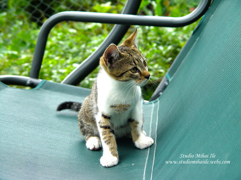 Tabby Kitten on Chair