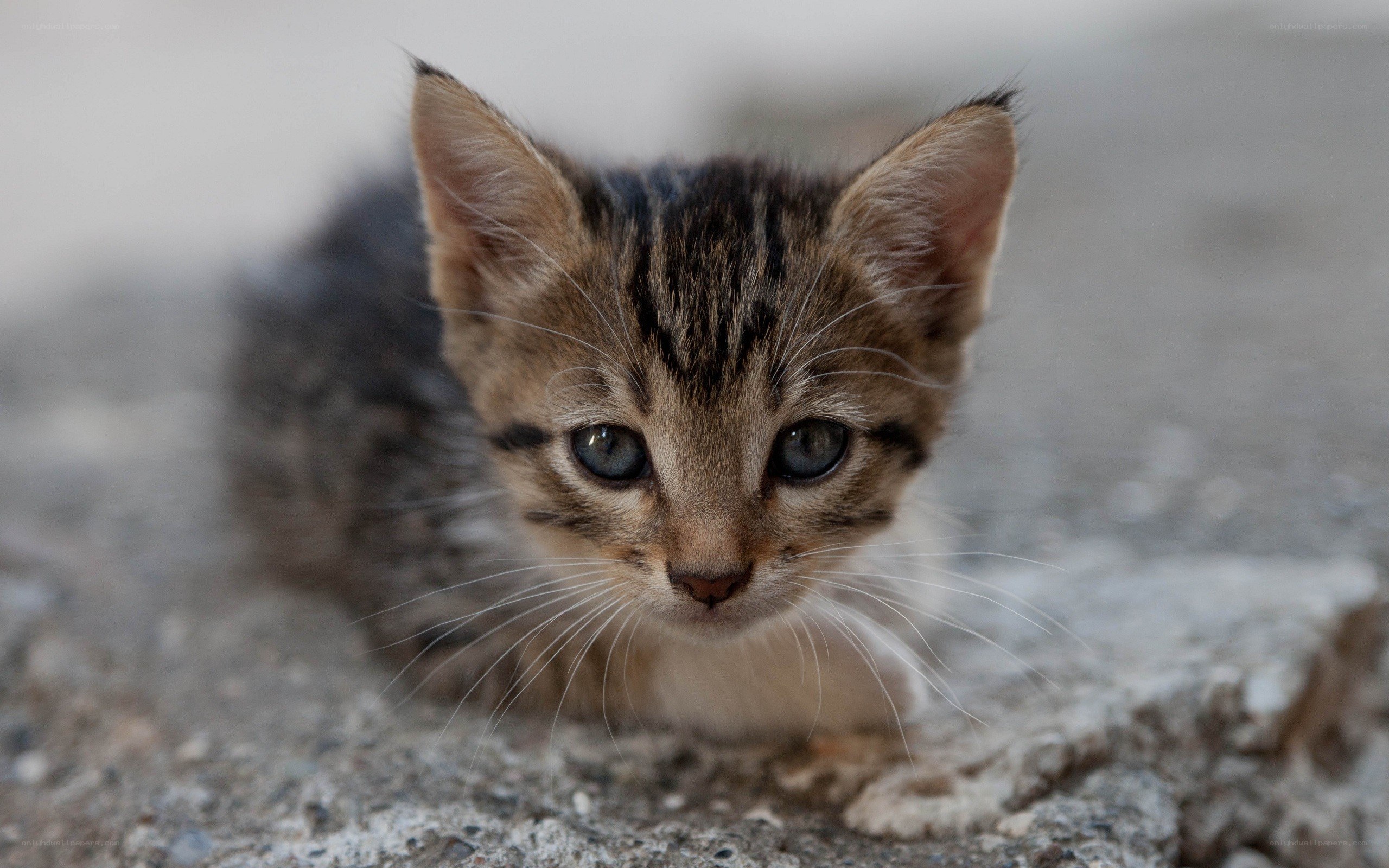 tabby kitten on concrete