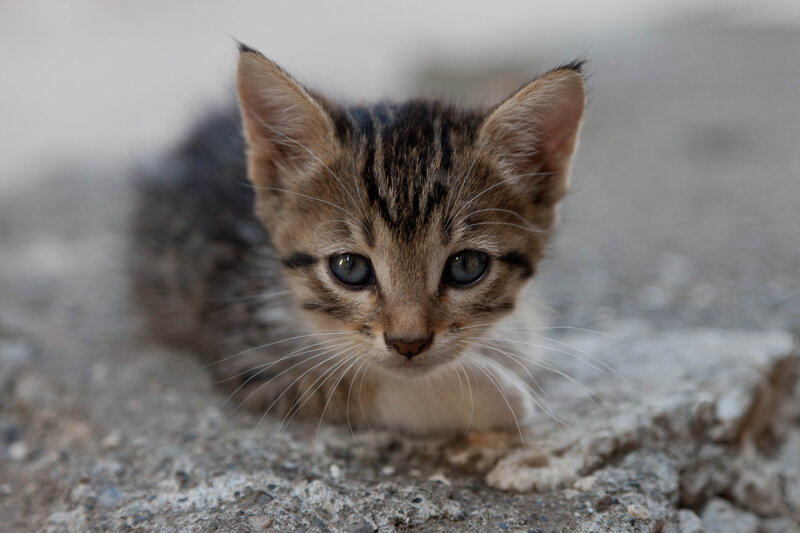 Tabby Kitten on Concrete — Brown, Calm