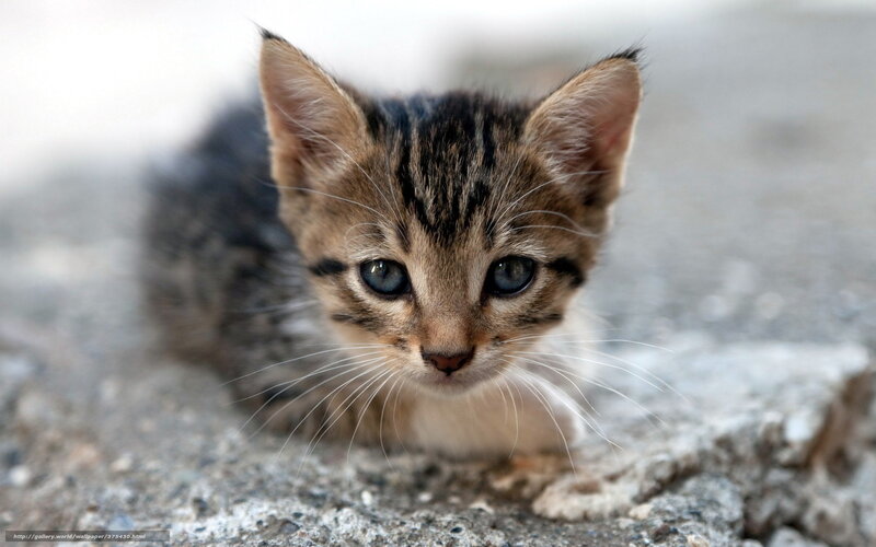 Tabby Kitten on Concrete — Brown, Curious, Photograph