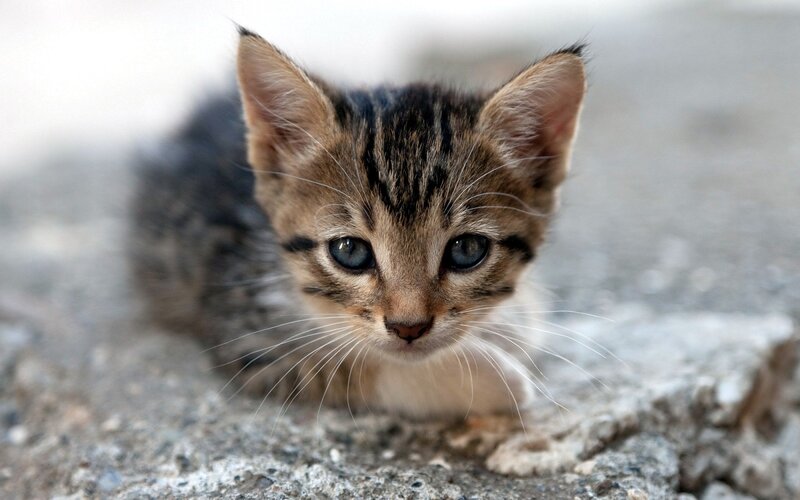 Tabby Kitten on Concrete — Brown, Curious
