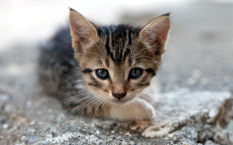 Tabby Kitten on Concrete — Brown