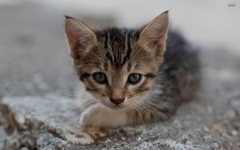 Tabby Kitten on Concrete — Gray