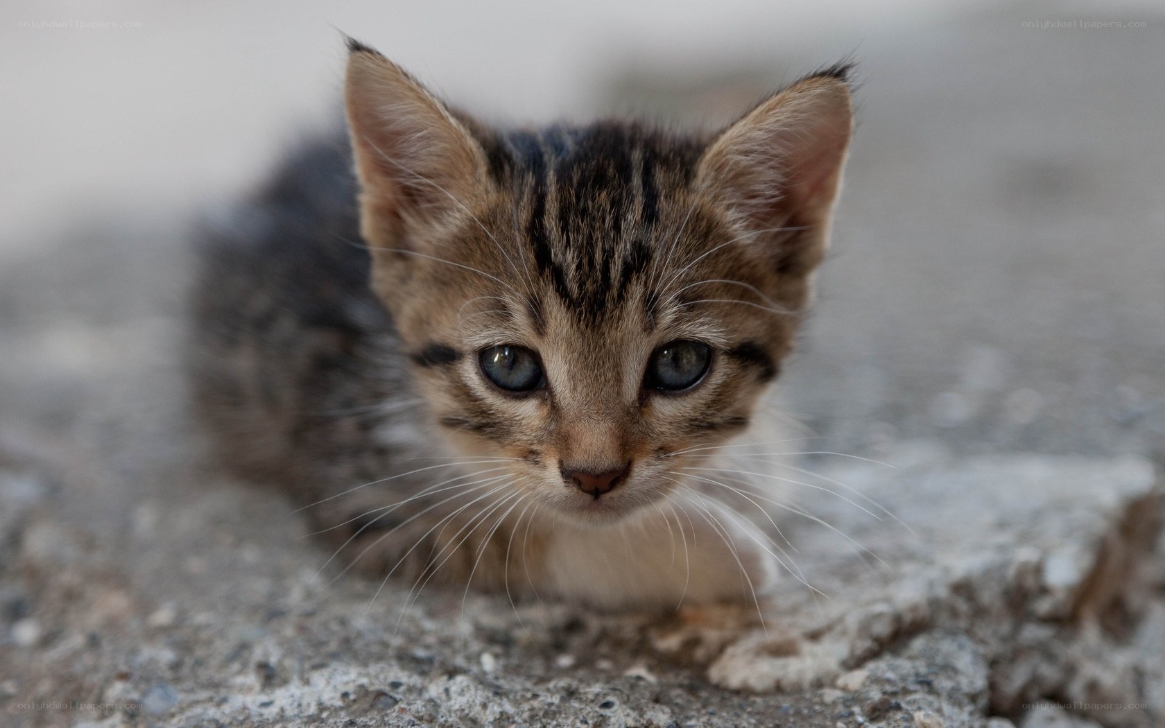 tabby kitten on concrete