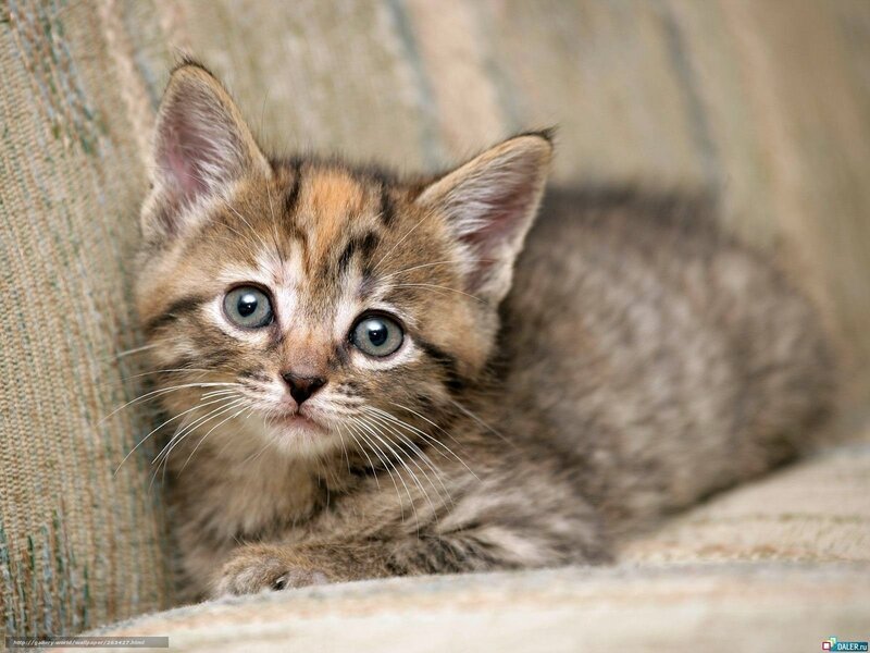 Tabby Kitten on Couch — Brown, Calm, Photograph