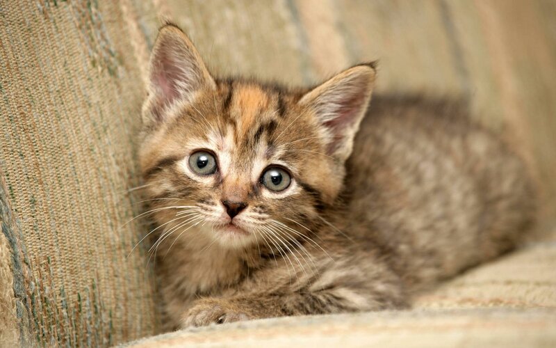 Tabby Kitten on Couch — Brown, Calm, Photograph, Whiskers