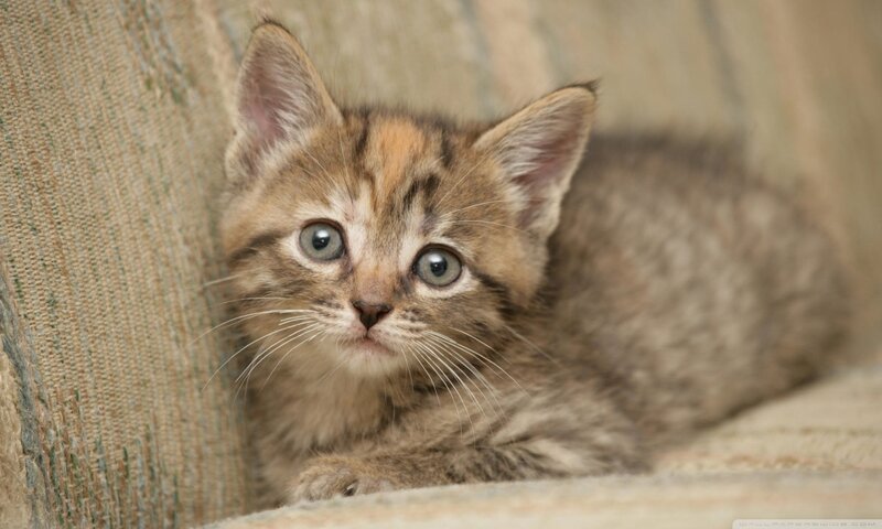 Tabby Kitten on Couch — Brown, Calm
