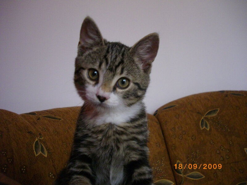 Tabby Kitten on Couch — Brown