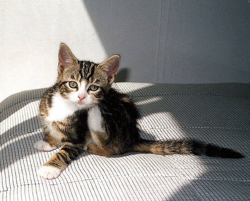 Tabby Kitten on Couch — Gray, Calm