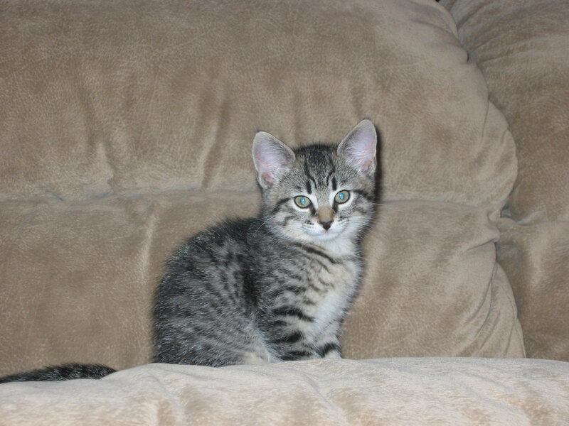 Tabby Kitten on Couch — Gray