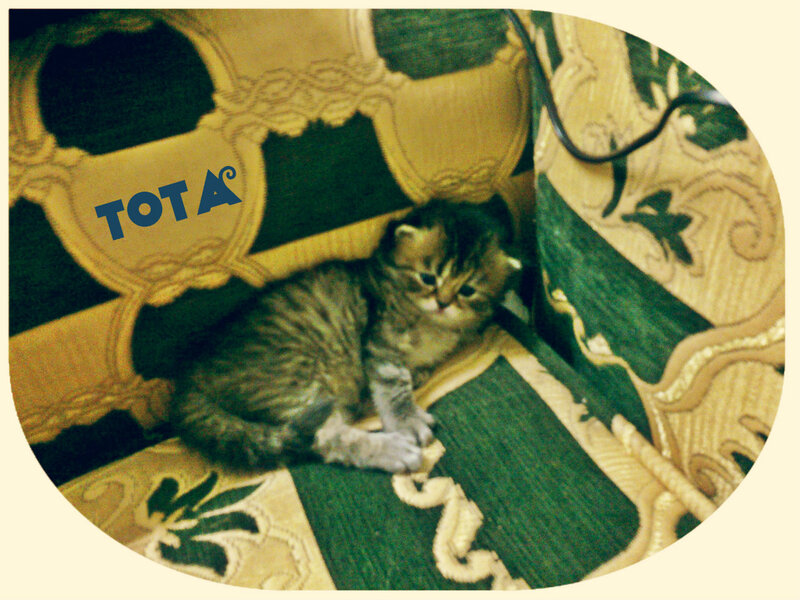 Tabby Kitten on Couch — Green