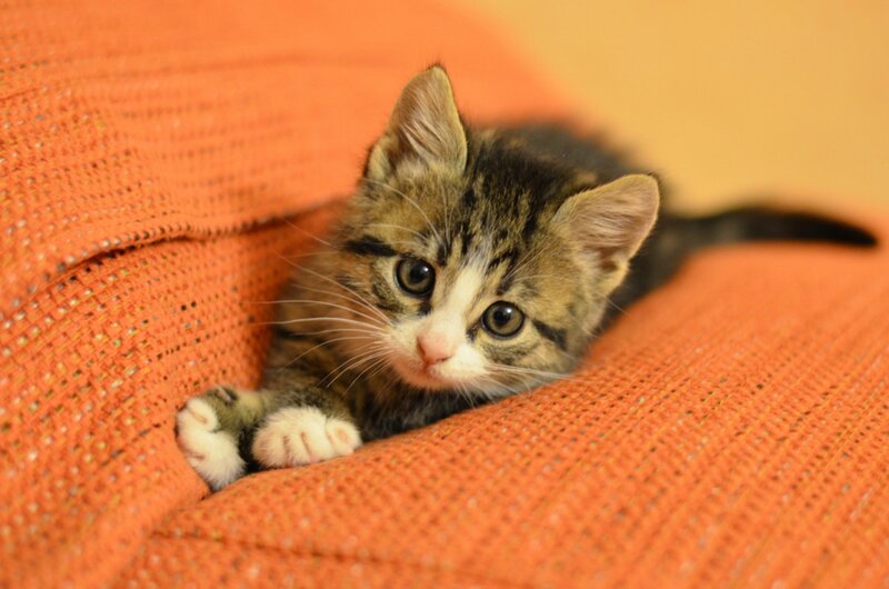 Tabby Kitten on Couch — Orange