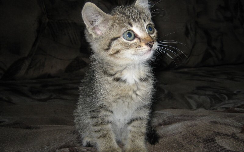 tabby kitten on couch