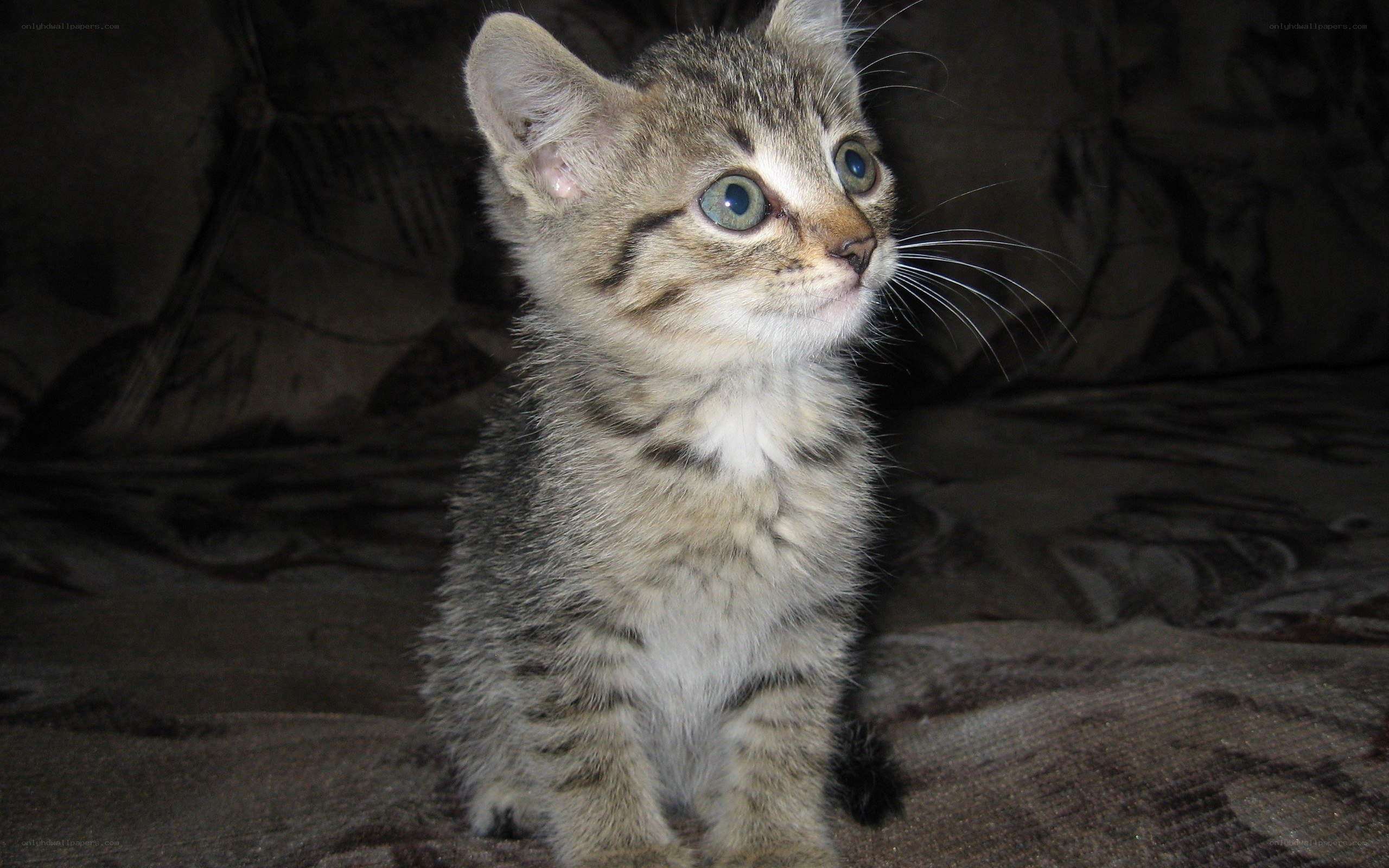 tabby kitten on couch