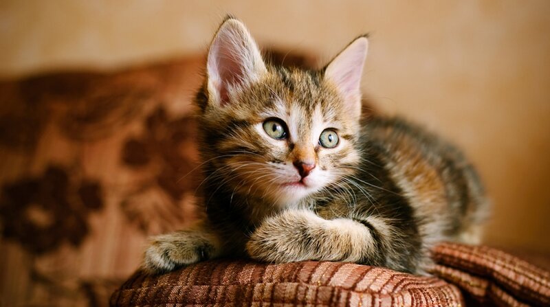 Tabby Kitten on Cushion