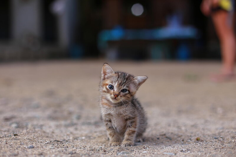 Tabby Kitten on Dirt — Brown