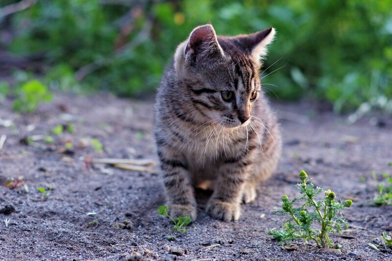 Tabby Kitten on Dirt