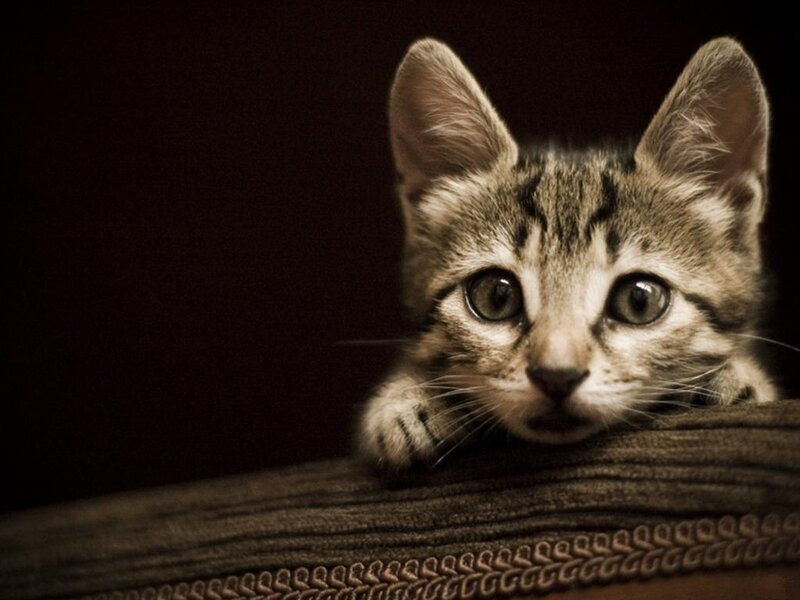 Tabby Kitten on Fabric — Brown, Calm, Photograph
