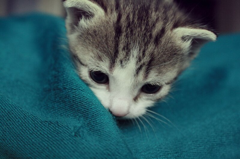 Tabby Kitten on Fabric — Teal