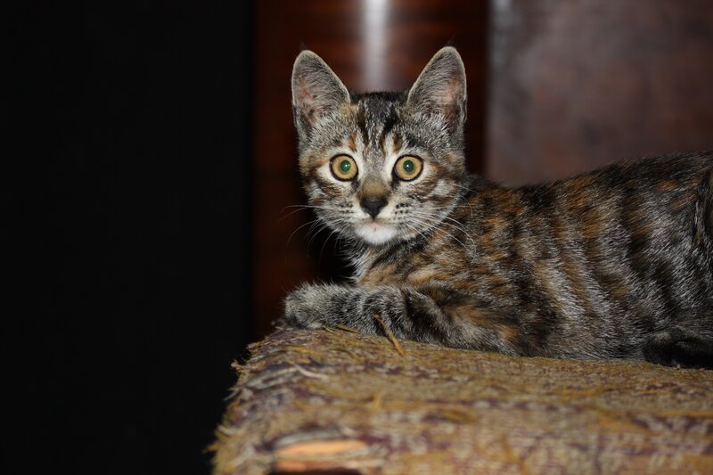 tabby kitten on fabric