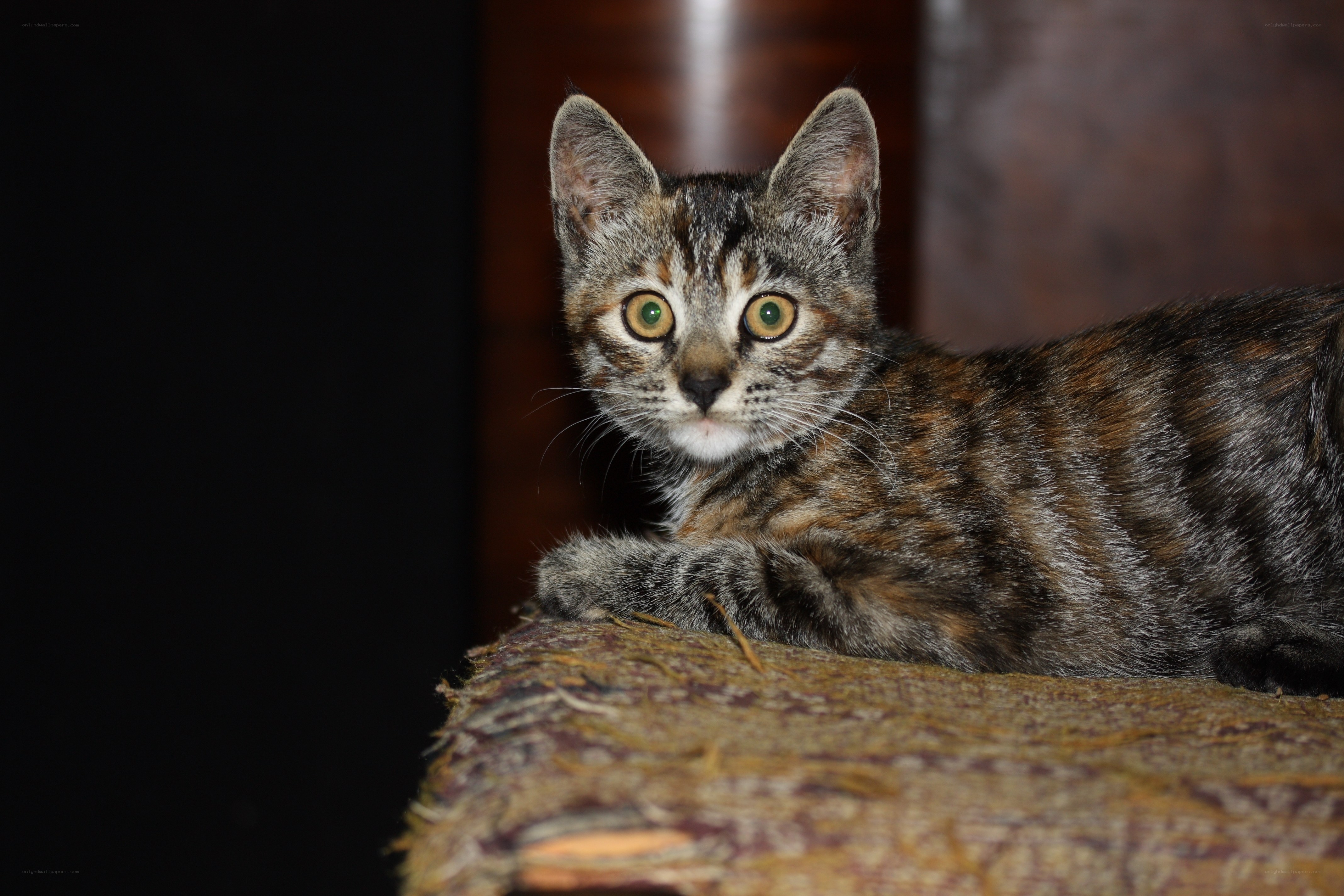 tabby kitten on fabric