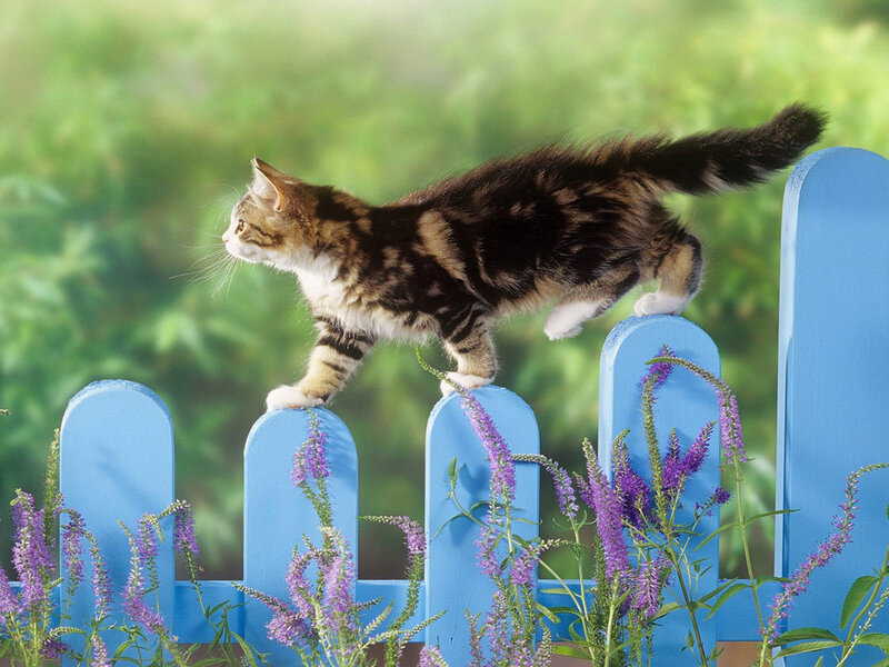 Tabby Kitten on Fence — Blue, Calm, Afternoon