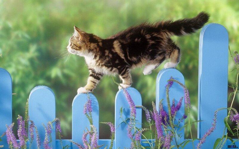 Tabby Kitten on Fence — Blue, Calm