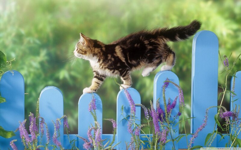 Tabby Kitten on Fence — Blue