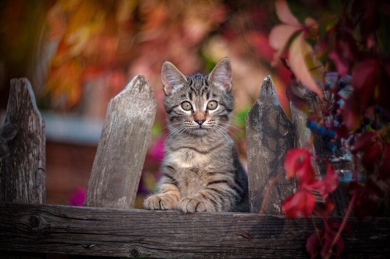 Tabby Kitten on Fence — Brown, Calm