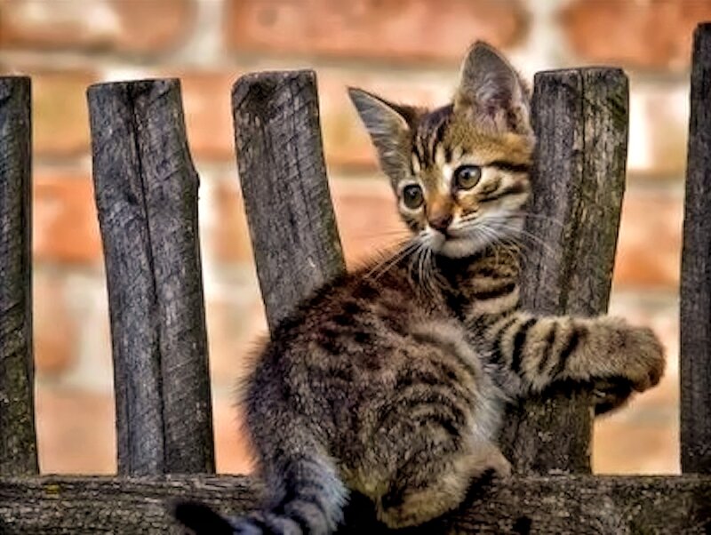 Tabby Kitten on Fence — Brown, Curious
