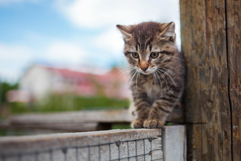 Tabby Kitten on Fence — Brown