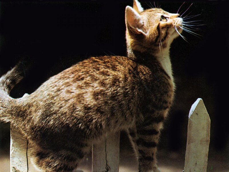 Tabby Kitten on Fence