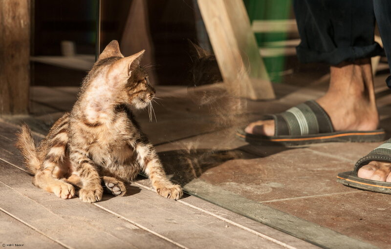 Tabby Kitten on Floor — Brown, Calm, Afternoon
