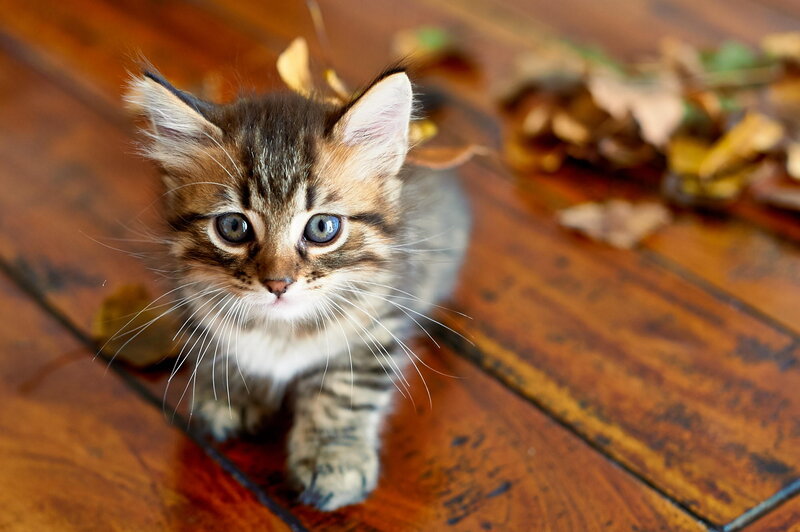 Tabby Kitten on Floor — Brown, Calm, Autumn
