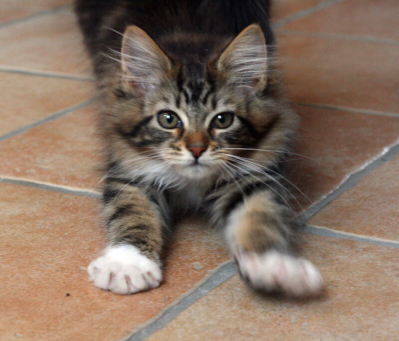 Tabby Kitten on Floor — Brown, Calm