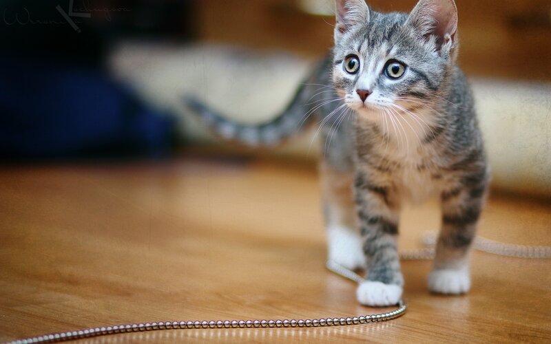 Tabby Kitten on Floor — Brown, Curious