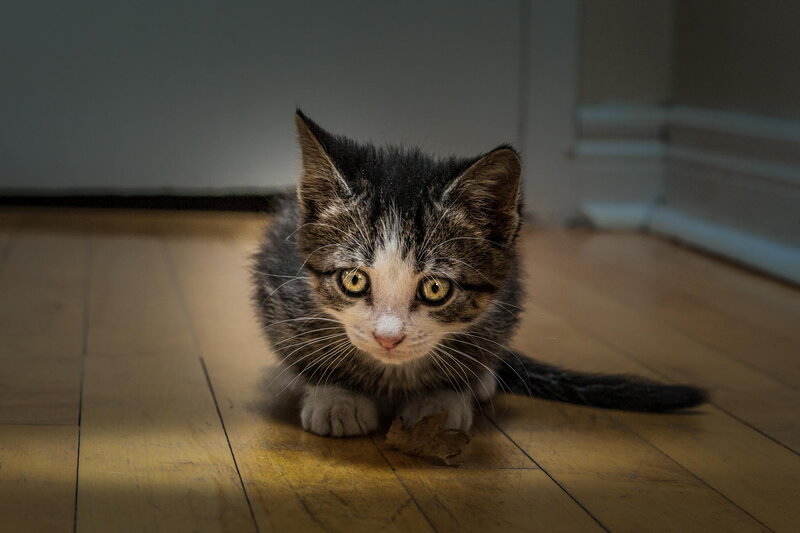 Tabby Kitten on Floor — Brown, Dramatic