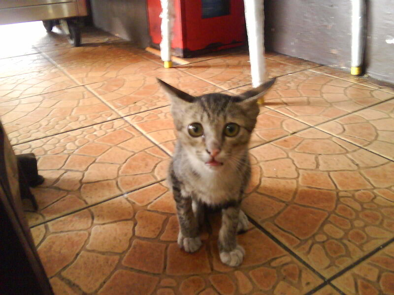 Tabby Kitten on Floor — Brown