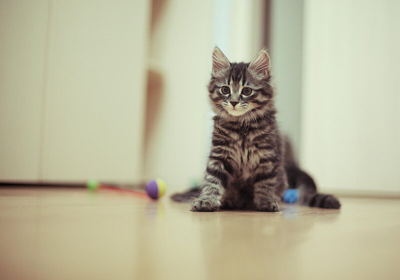 Tabby Kitten on Floor — Gray, Calm