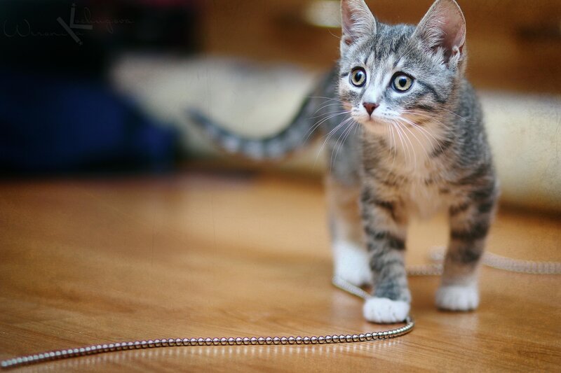 Tabby Kitten on Floor — Gray, Curious