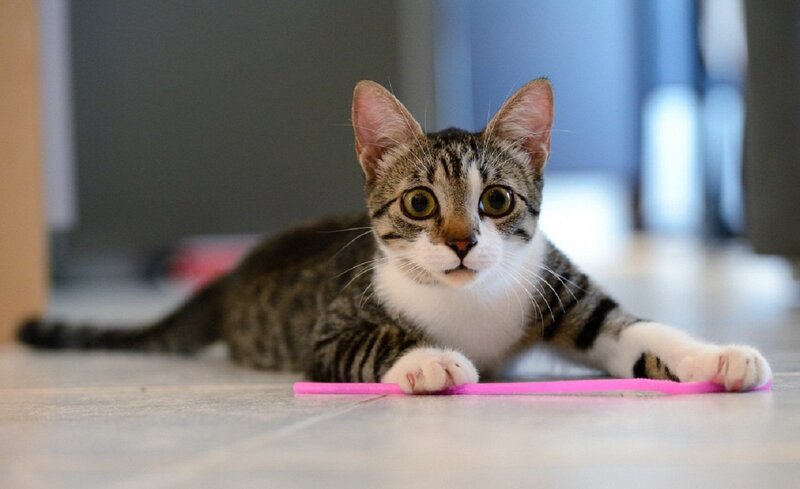 Tabby Kitten on Floor — Gray