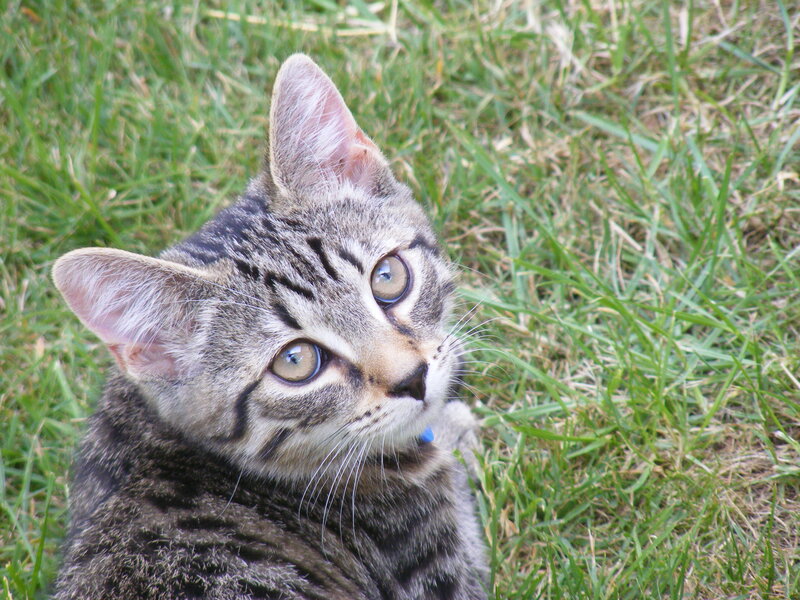 tabby kitten on grass