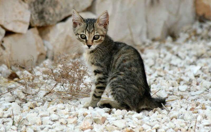 tabby kitten on gravel