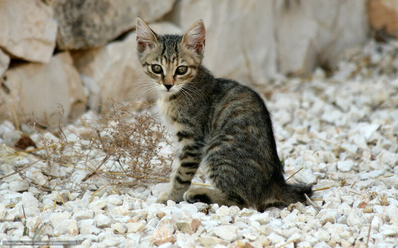 tabby kitten on gravel