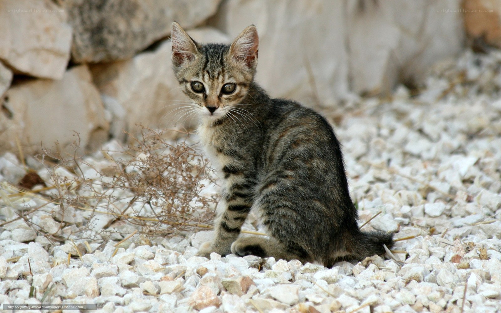 tabby kitten on gravel