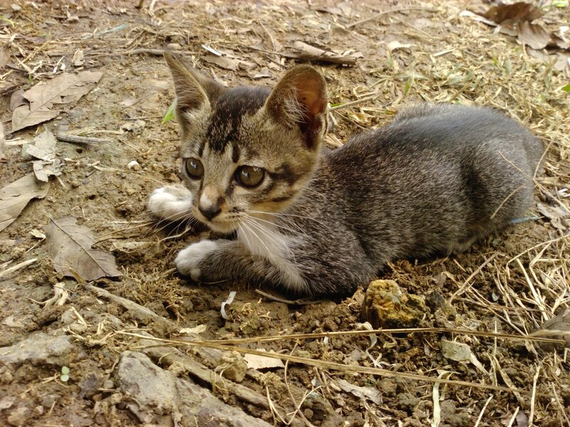 Tabby Kitten on Ground