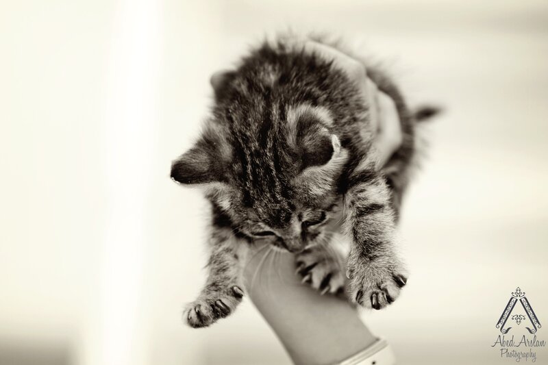 Tabby Kitten on Hand — Black