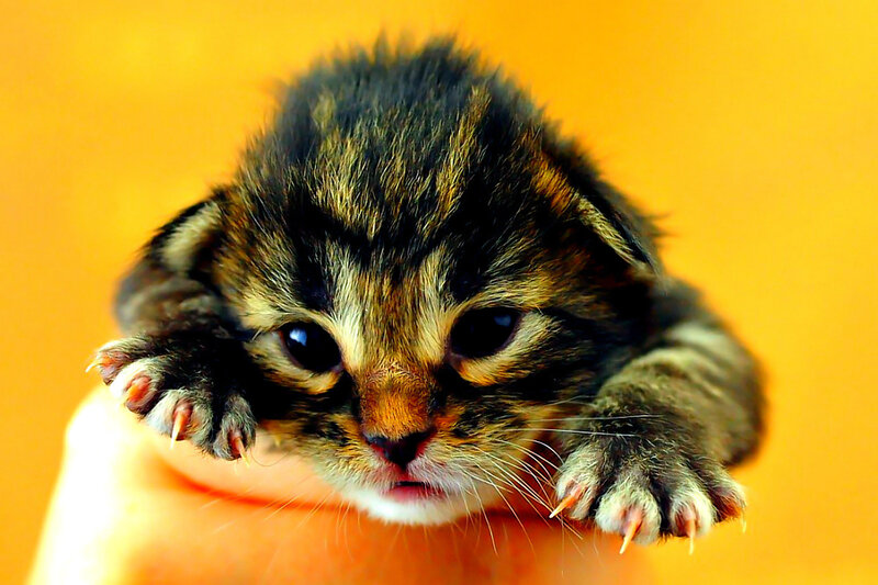 Tabby Kitten on Hand